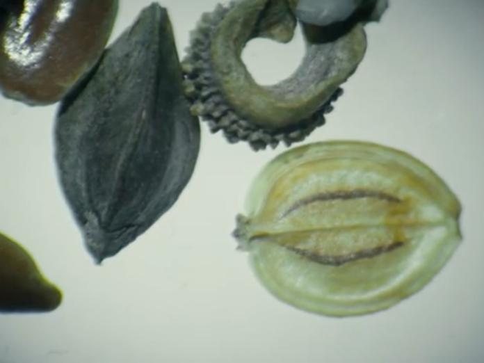 Stillfoto af frø og plantedele, der er forstørret op