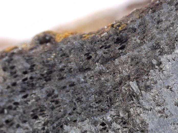 Mikroskopi af træ fra skude