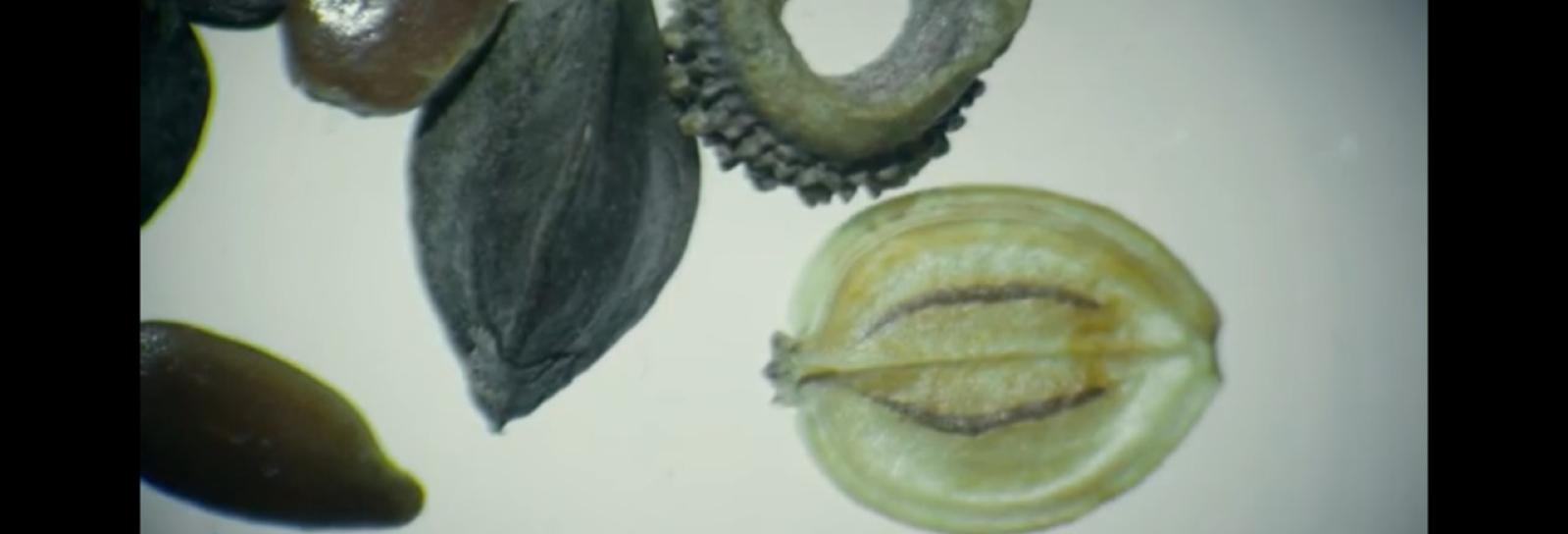 Stillfoto af frø og plantedele, der er forstørret